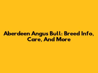 Aberdeen Angus Bull: Breed Info, Care, And More