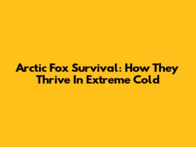Arctic Fox Survival: How They Thrive In Extreme Cold