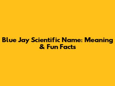 Blue Jay Scientific Name: Meaning & Fun Facts