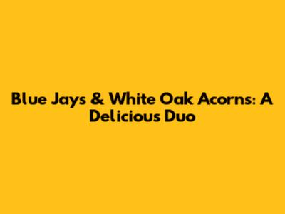 Blue Jays & White Oak Acorns: A Delicious Duo