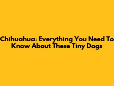 Chihuahua: Everything You Need To Know About These Tiny Dogs