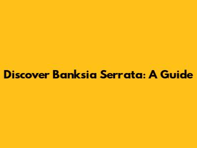 Discover Banksia Serrata: A Guide