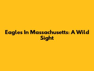 Eagles In Massachusetts: A Wild Sight
