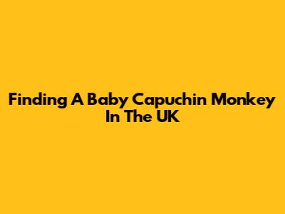 Finding A Baby Capuchin Monkey In The UK