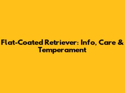 Flat-Coated Retriever: Info, Care & Temperament