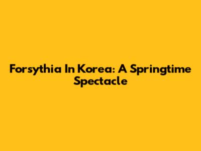Forsythia In Korea: A Springtime Spectacle