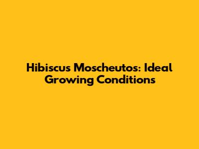 Hibiscus Moscheutos: Ideal Growing Conditions
