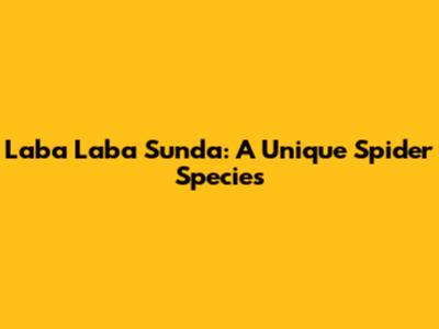 Laba Laba Sunda: A Unique Spider Species