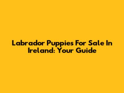 Labrador Puppies For Sale In Ireland: Your Guide