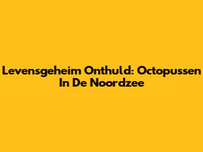 Levensgeheim Onthuld: Octopussen In De Noordzee