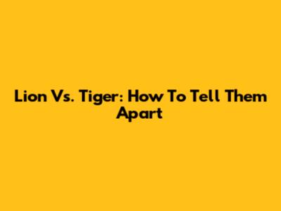 Lion Vs. Tiger: How To Tell Them Apart