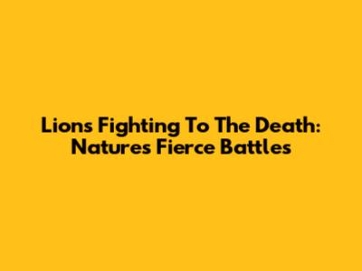 Lions Fighting To The Death: Nature's Fierce Battles