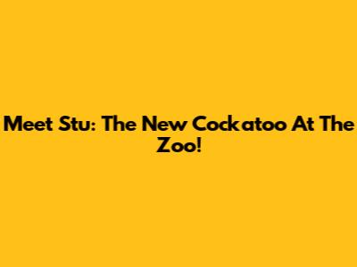 Meet Stu: The New Cockatoo At The Zoo!