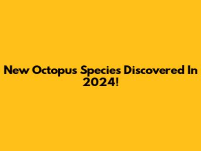 New Octopus Species Discovered In 2024!
