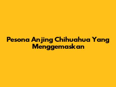 Pesona Anjing Chihuahua Yang Menggemaskan
