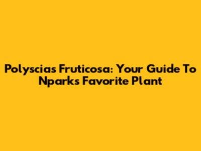 Polyscias Fruticosa: Your Guide To Nparks' Favorite Plant