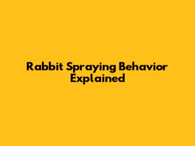 Rabbit Spraying Behavior Explained