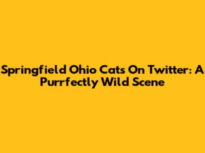 Springfield Ohio Cats On Twitter: A Purrfectly Wild Scene