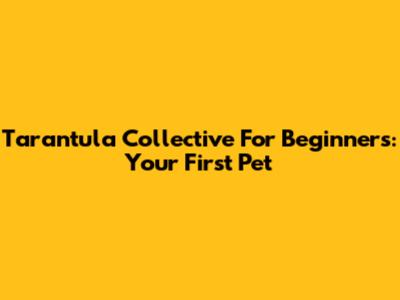 Tarantula Collective For Beginners: Your First Pet