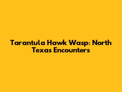 Tarantula Hawk Wasp: North Texas Encounters