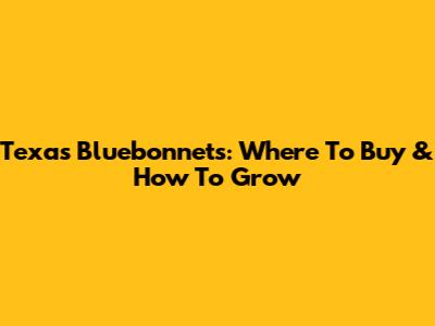 Texas Bluebonnets: Where To Buy & How To Grow