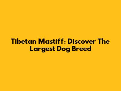 Tibetan Mastiff: Discover The Largest Dog Breed