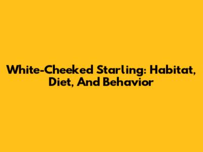 White-Cheeked Starling: Habitat, Diet, And Behavior