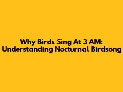 Why Birds Sing At 3 AM: Understanding Nocturnal Birdsong